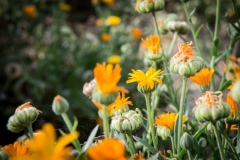 Calendula