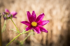 Cosmea2